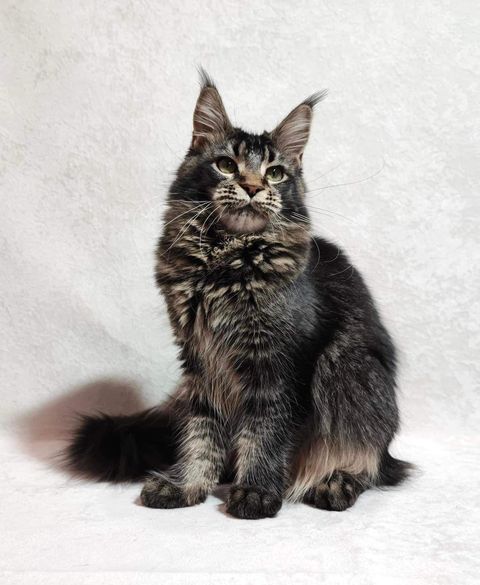 Maine Coon