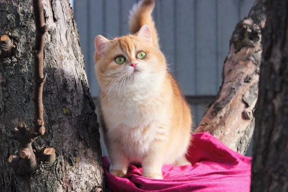 British Shorthair