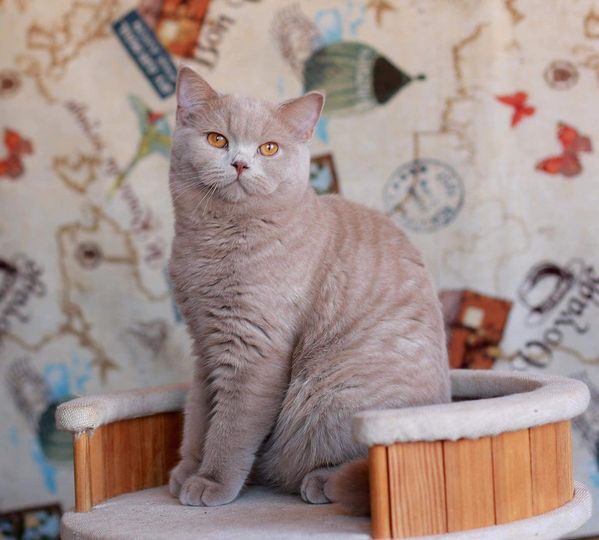 British Shorthair