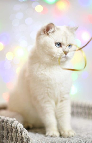 British Shorthair