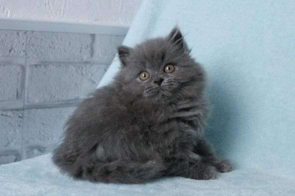 British Shorthair