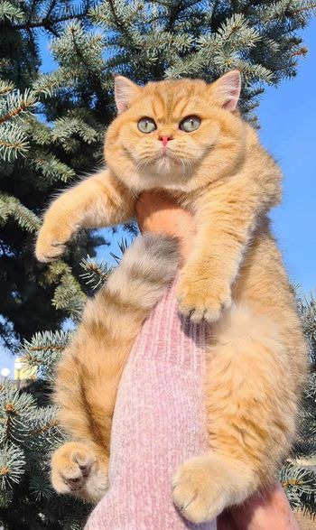 British Shorthair