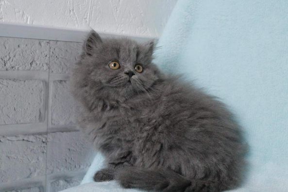 British Shorthair