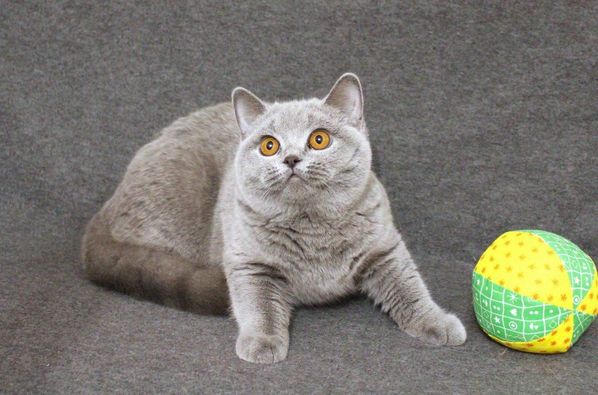 British Shorthair