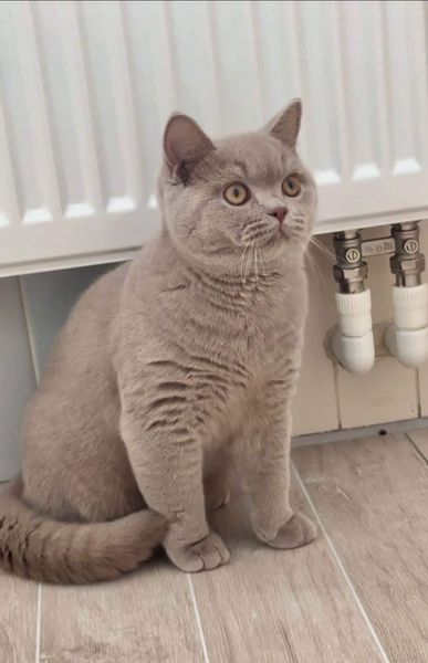 British Shorthair