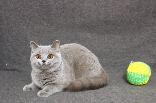 British Shorthair