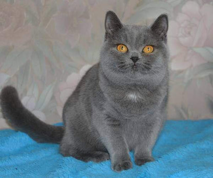 British Shorthair