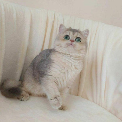 British Shorthair