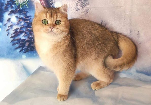 British Shorthair