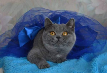 British Shorthair