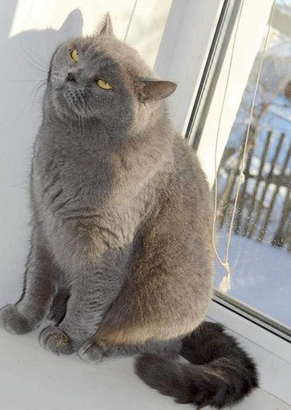 British Shorthair