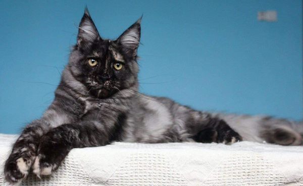 Maine Coon