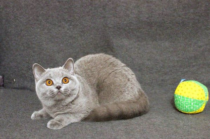 British Shorthair