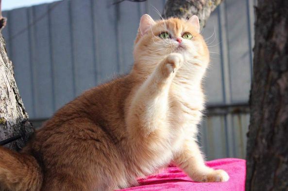 British Shorthair