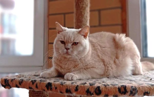 British Shorthair