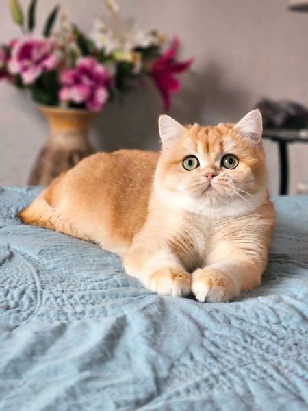 British Shorthair