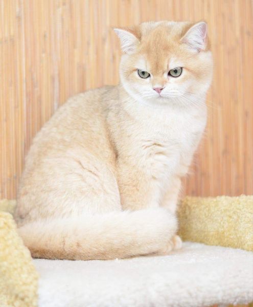 British Shorthair