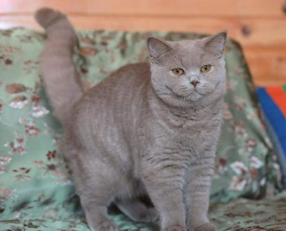 British Shorthair