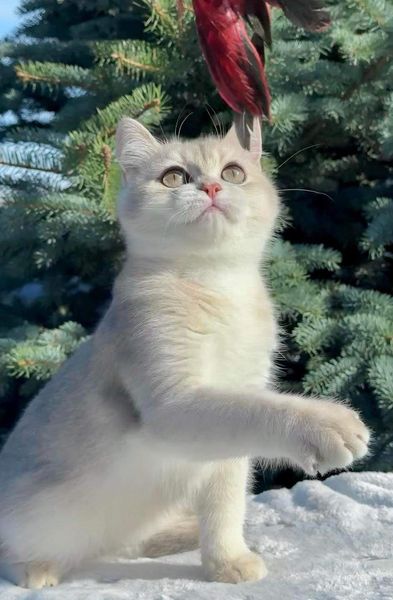 British Shorthair