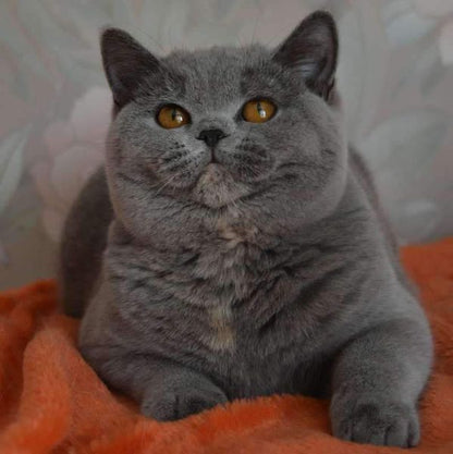 British Shorthair