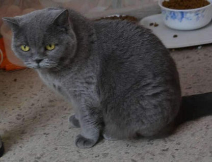 British Shorthair