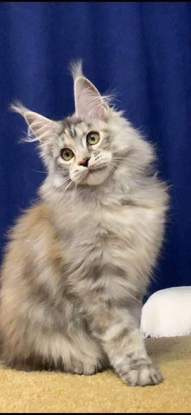 Maine Coon