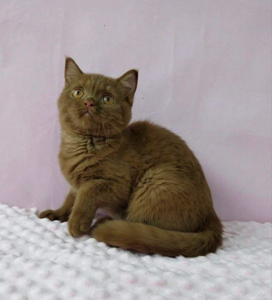 British Shorthair