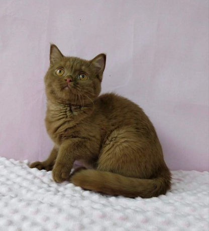 British Shorthair