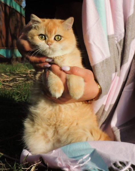 British Shorthair