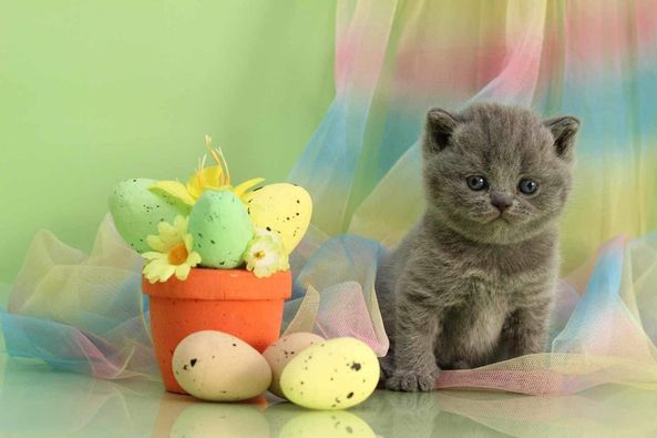 British Shorthair