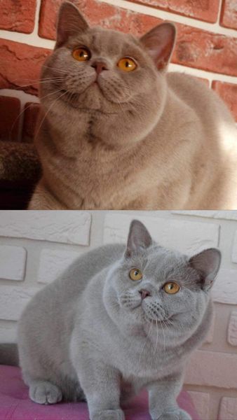 British Shorthair