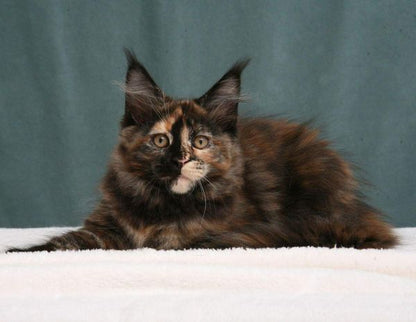 Maine Coon