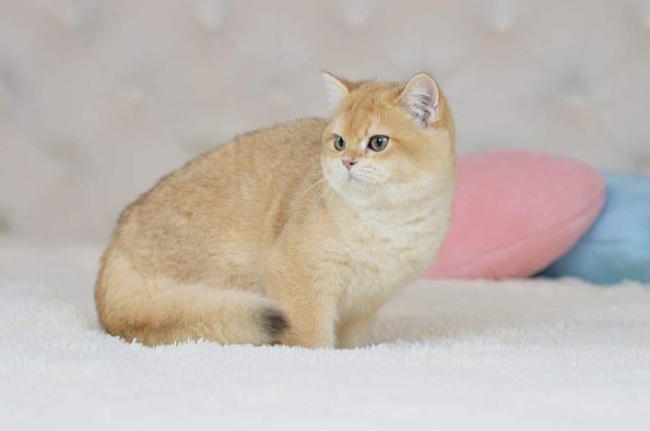 British Shorthair