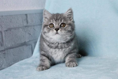 British Shorthair