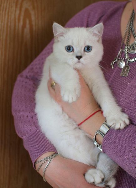 British Shorthair