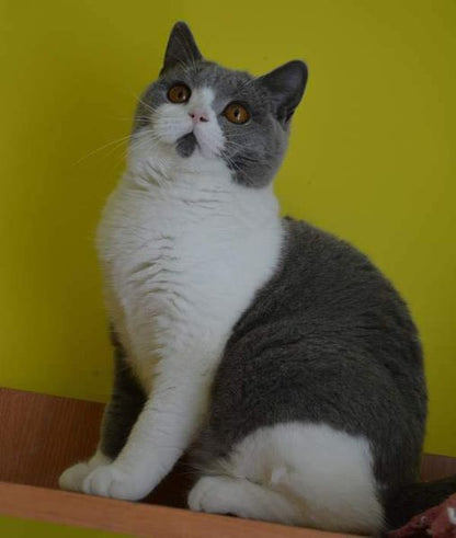 British Shorthair