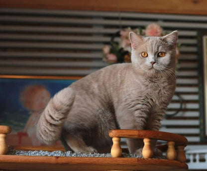 British Shorthair