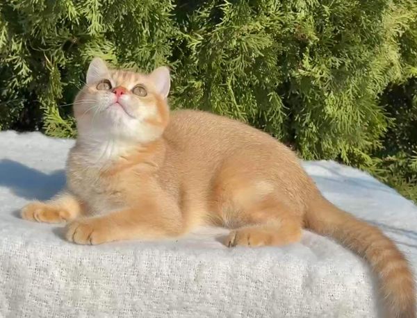 British Shorthair