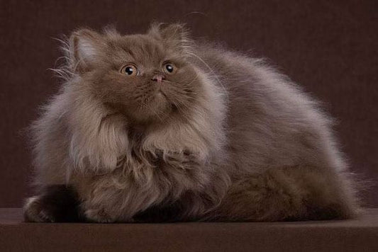 British Longhair