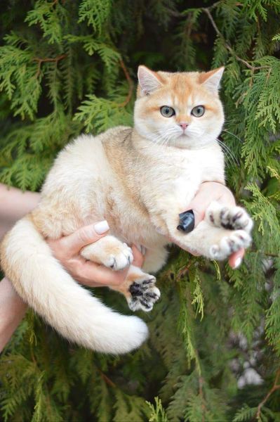 British Shorthair