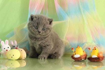 British Shorthair