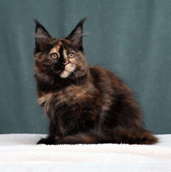 Maine Coon