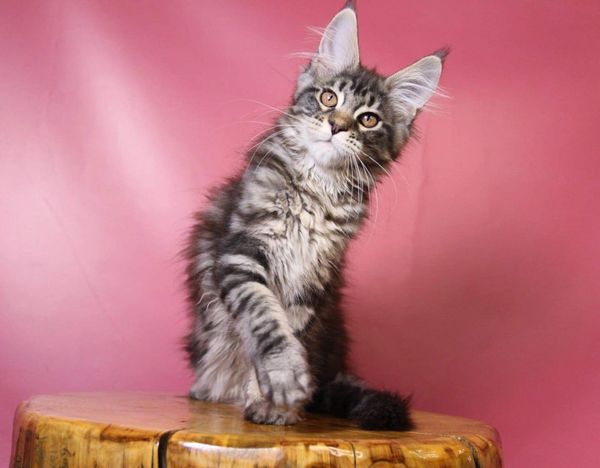 Maine Coon