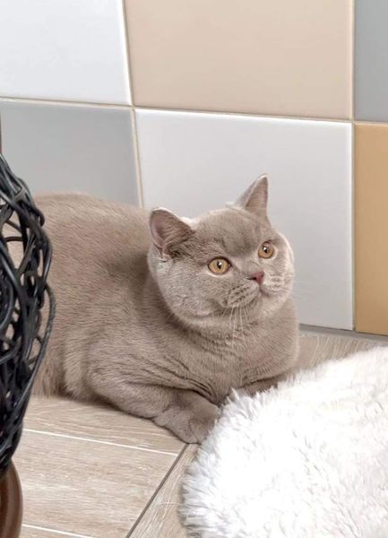 British Shorthair