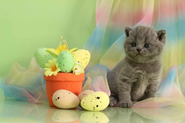 British Shorthair