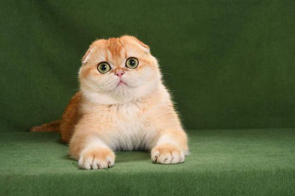 Scottish Fold