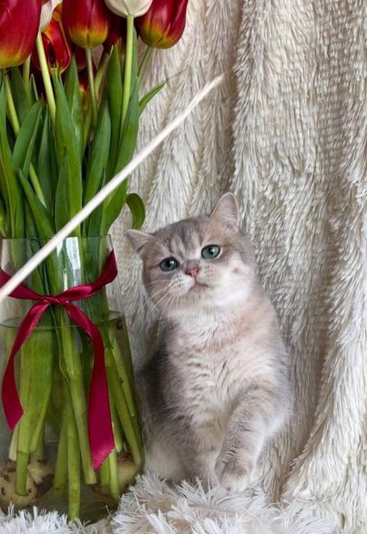 British Shorthair