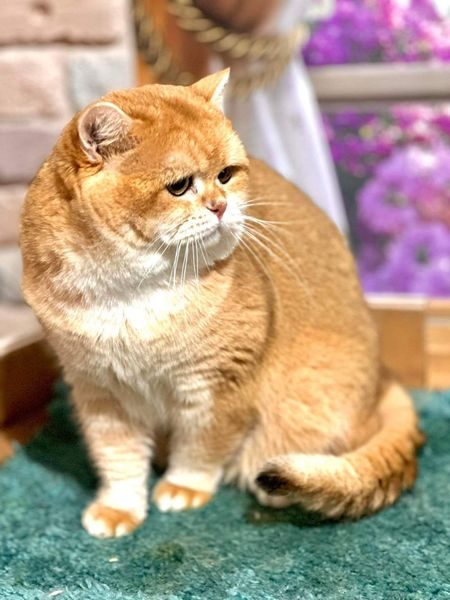 British Shorthair