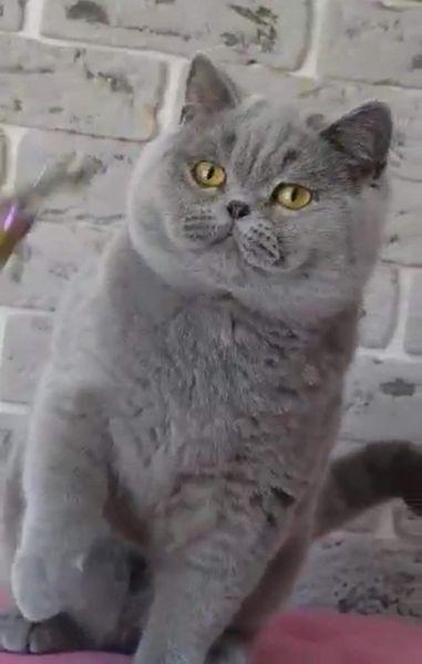 British Shorthair