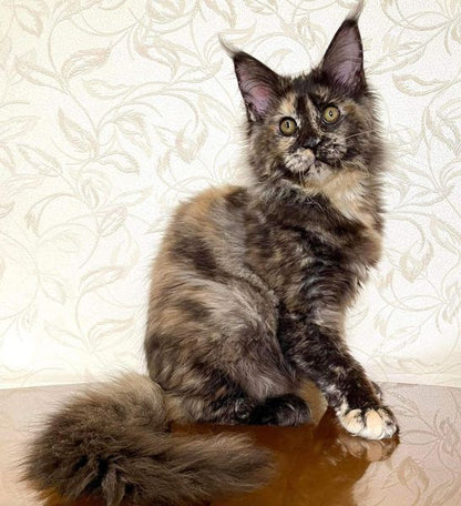 Maine Coon